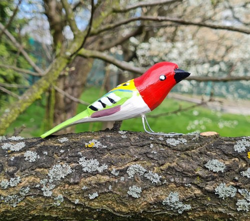 ptaszek czerwony 1.jpg