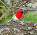 ptaszek czerwony 2.jpg